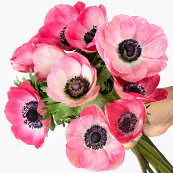 Hot Pink Anemone Wholesale Flower In a hand