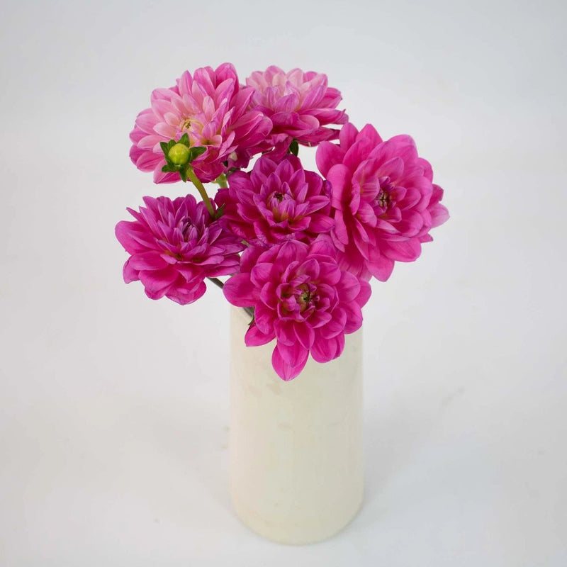 Hot Pink Dahlia Flower Bunch in Hand