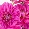 Hot Pink Dahlia Flowers