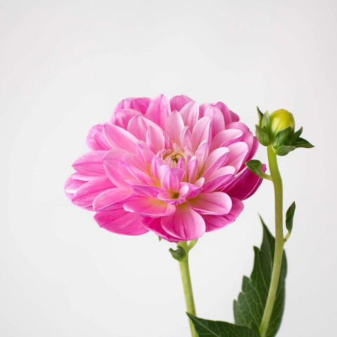 Hot Pink Dahlia Flower Stem