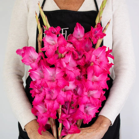 Hot Pink Gladiolus Flower Bunch in Hand