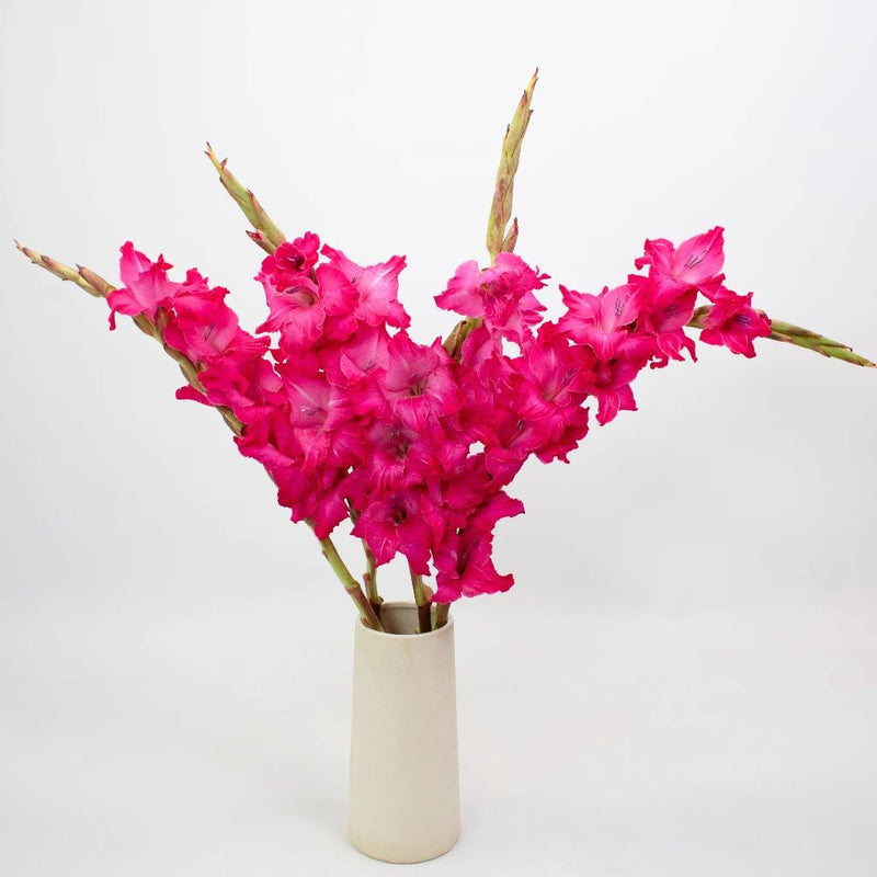 Hot Pink Gladiolus Flower Bunch in Vase