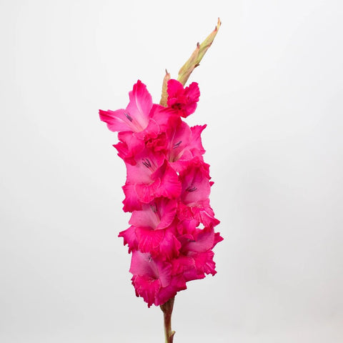 Hot Pink Gladiolus Flower Stem