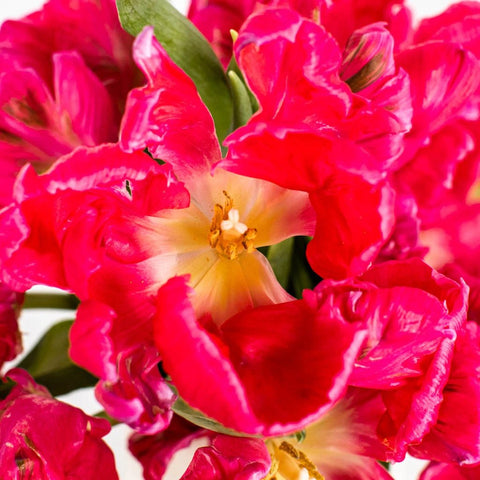 marvel-pink-parrot-tulip-flowers-online
