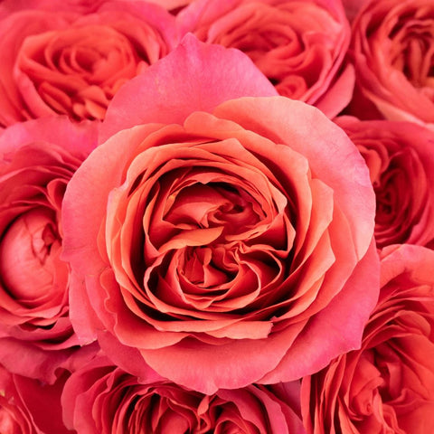 Hot Pink Rose Flower Up Close