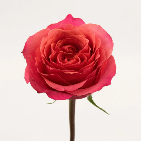 Hot Pink Rose Flower Stem