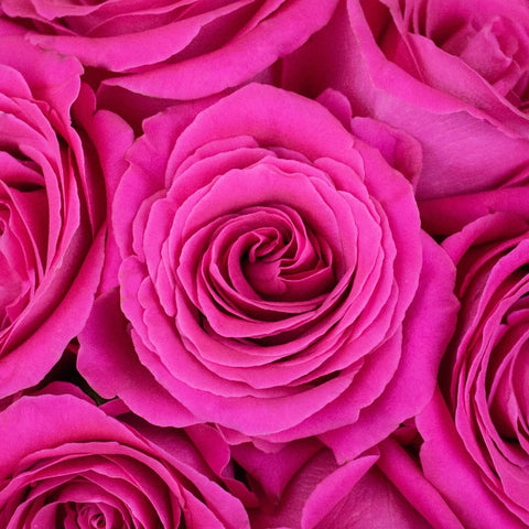 Hot Pink Roses Flower Up Close