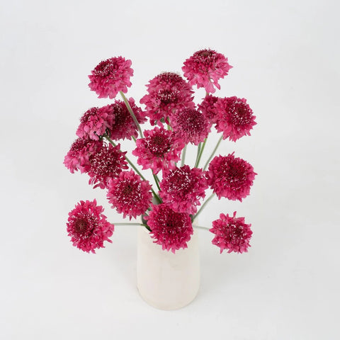Hot Pink Scabiosa Flower Bunch in Vase