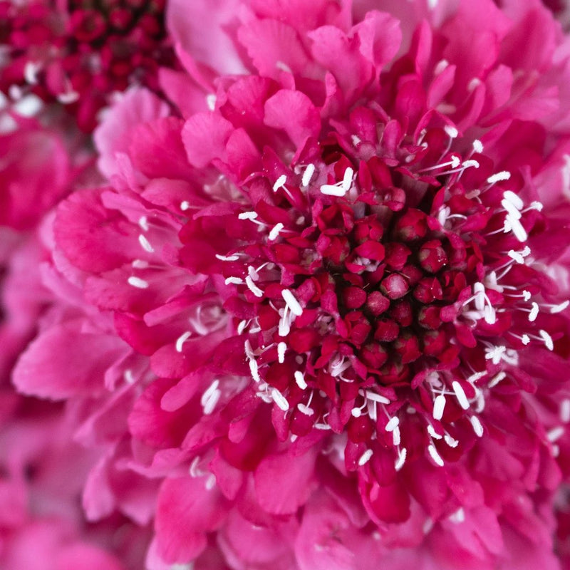 Hot Pink Scabiosa Flower Up Close