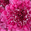 Raspberry Pink Scabiosa Flower