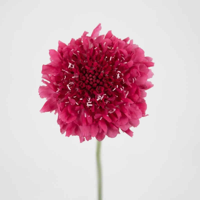 Hot Pink Scabiosa Flower Stem