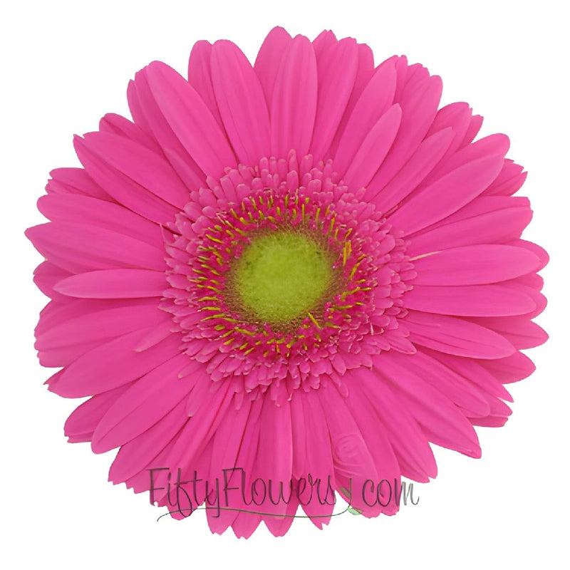 Gerbera Daisy Hot Pink Standard Blooms Wholesale Flower Up close