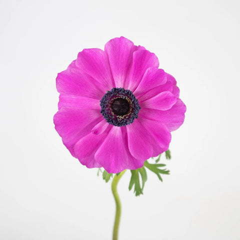 Hot Pink Star Anemone Flower Stem