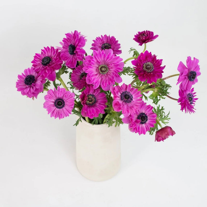 Hot Pink Star Anemone Flower Bunch in Vase