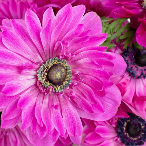 Hot Pink Full Star Anemone Wholesale Flower Upclose