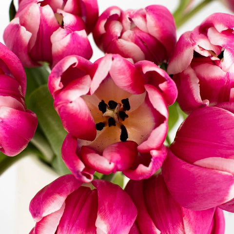 Debutante Hot Pink Tulip Wholesale Flower Up close