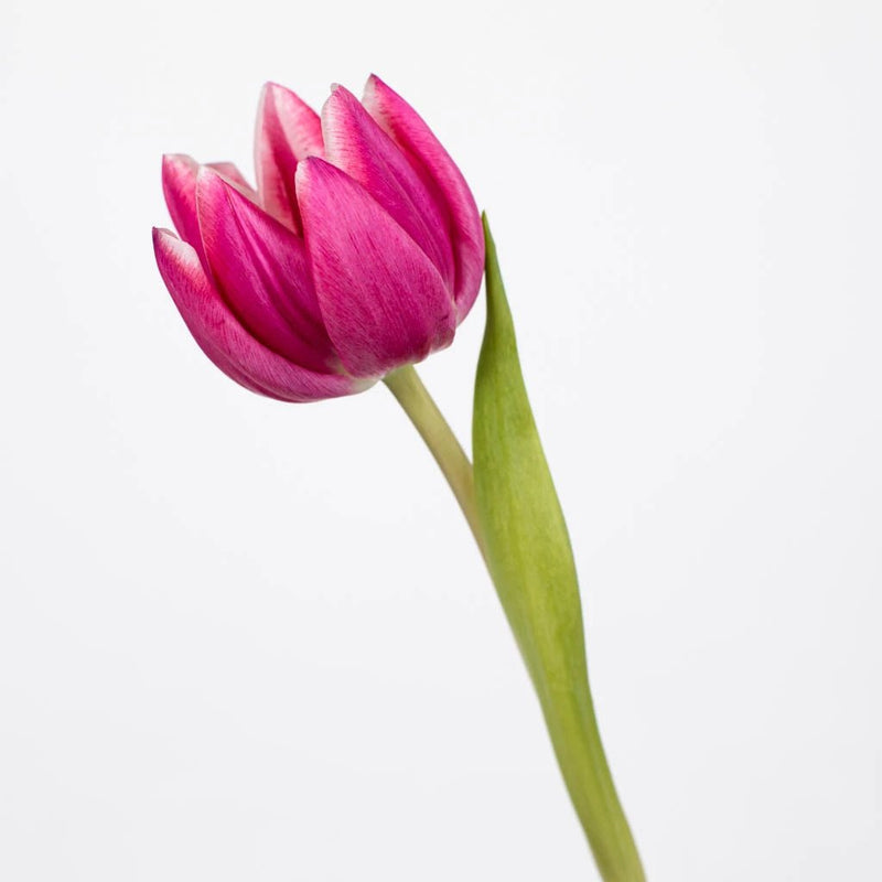 Hot Pink Tulip Flower Stem