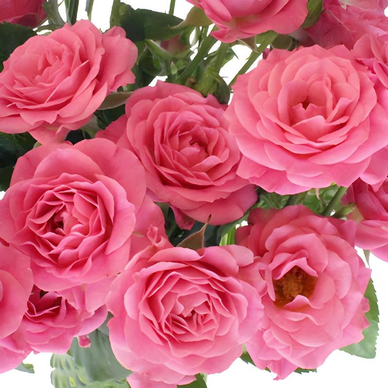 Hot Pink Spray Bulk Roses