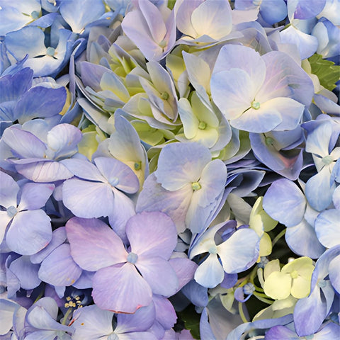 Hues of Lavender Hydrangea Wholesale Flower Up close
