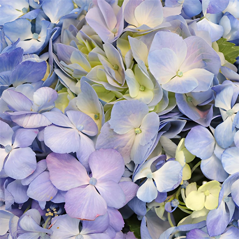Hues of Lavender Hydrangea Wholesale Flower Up close