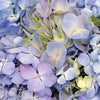 Hues of Lavender Hydrangea