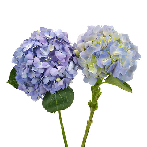 Hues of Lavender Hydrangea 2 Stems View