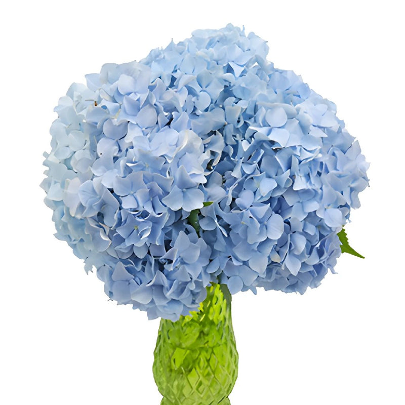 Jumbo Blue Hydrangea Wholesale Flower In a vase