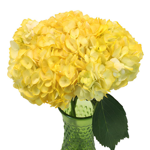 Bright Yellow Airbrushed Hydrangea Wholesale Flower In a vase