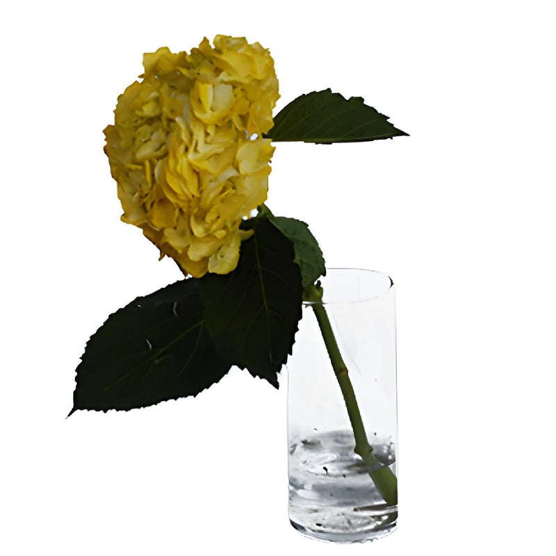 Bronze Yellow Enhanced Hydrangea Wholesale Flower In a Vase