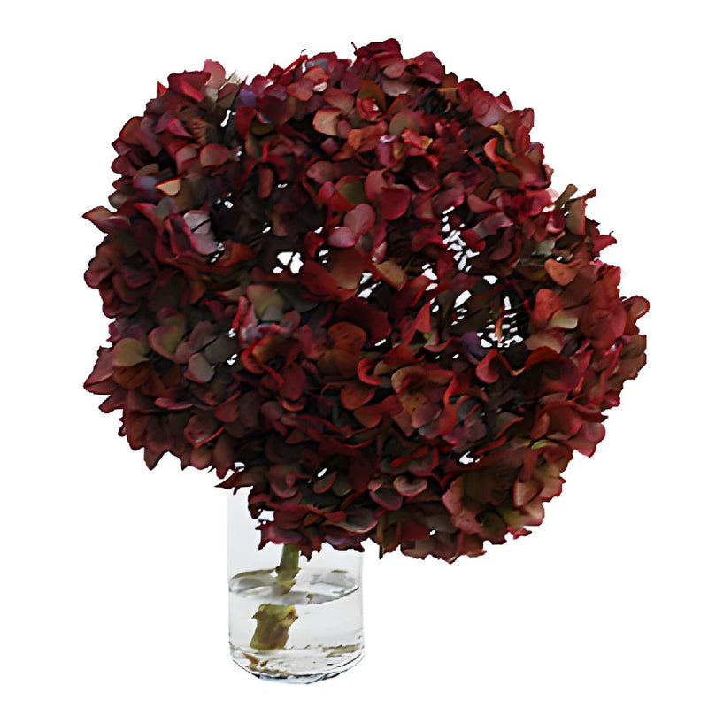 Cranberry Antique Enhanced Hydrangea Wholesale Flower in a Vase