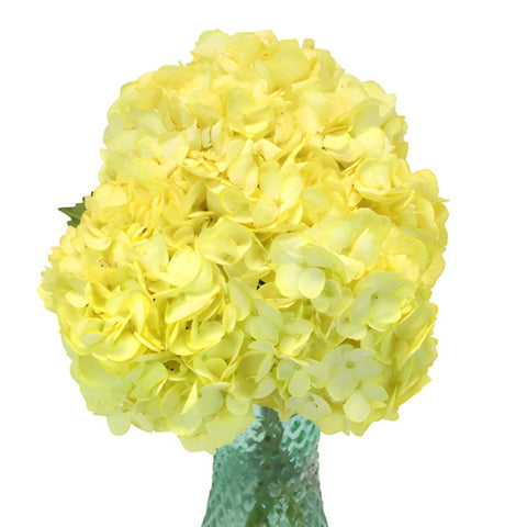 Enhanced Yellow Hydrangea Wholesale Flower in a Vase