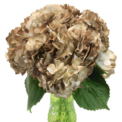 Golden Wedding Anniversary Airbrushed Hydrangea Wholesale Flower In a vase