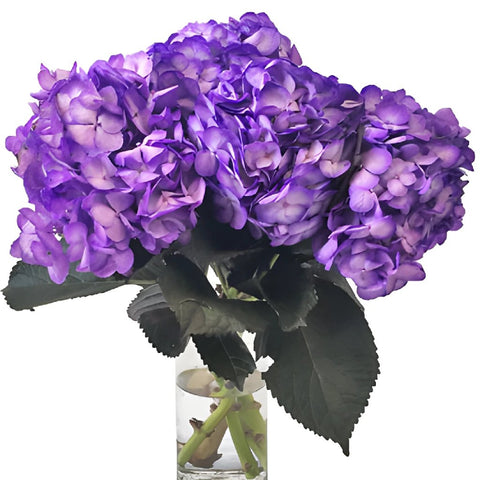 Grape Purple Airbrushed Hydrangea Flower in a Vase