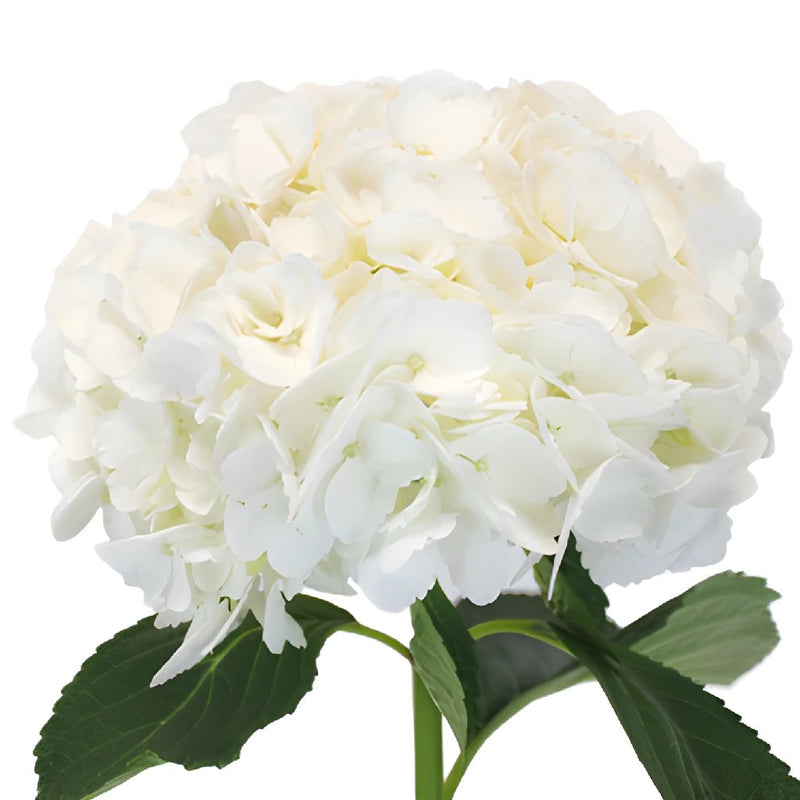 Hydrangea Ivory White Flower Express Delivery Wholesale Flower Flatlay