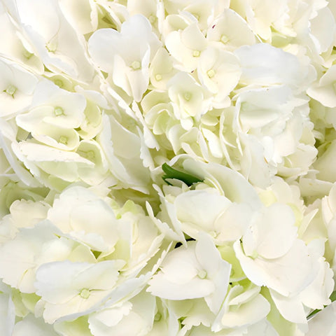 Hydrangea Ivory White Flower Express Delivery Up Close