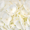 Hydrangea Ivory White Flower Express Delivery