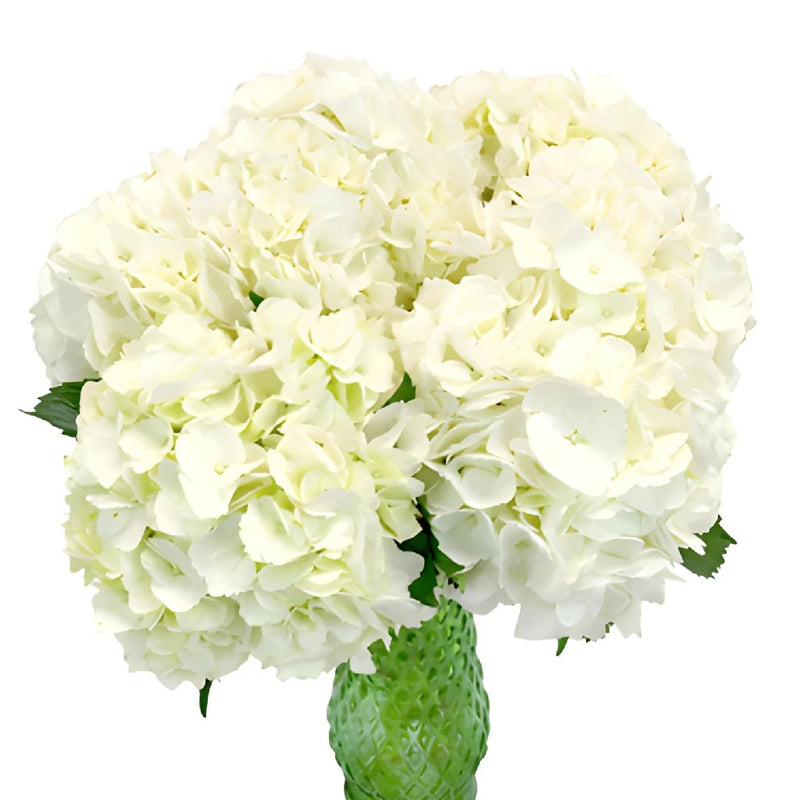 Ivory White Hydrangea Wholesale Flower In a vase