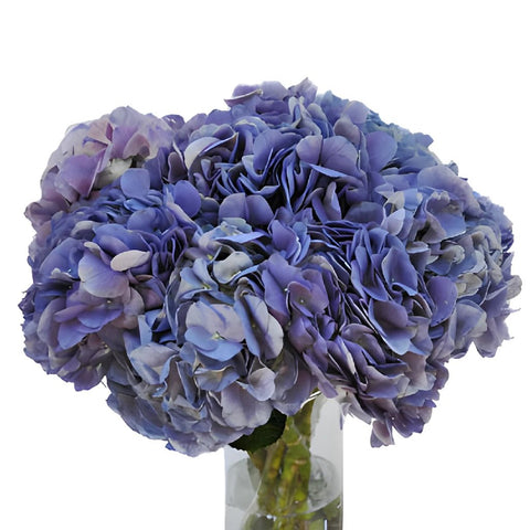 Lavender Blue Hydrangea Wholesale Flower In a vase