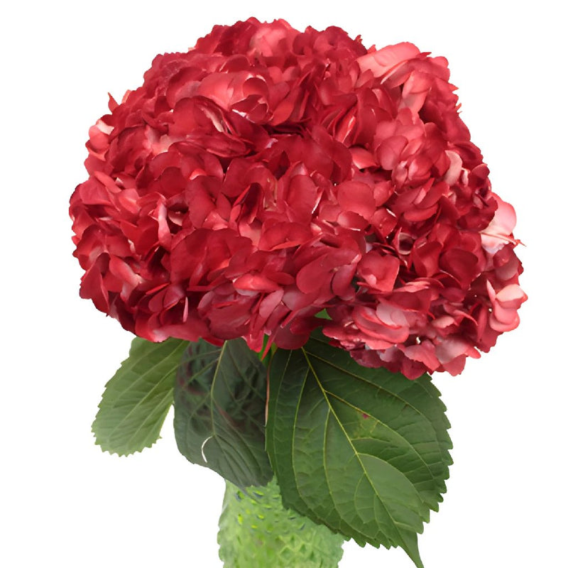 Lipstick Red Airbrushed Hydrangea Flowers in a Vase
