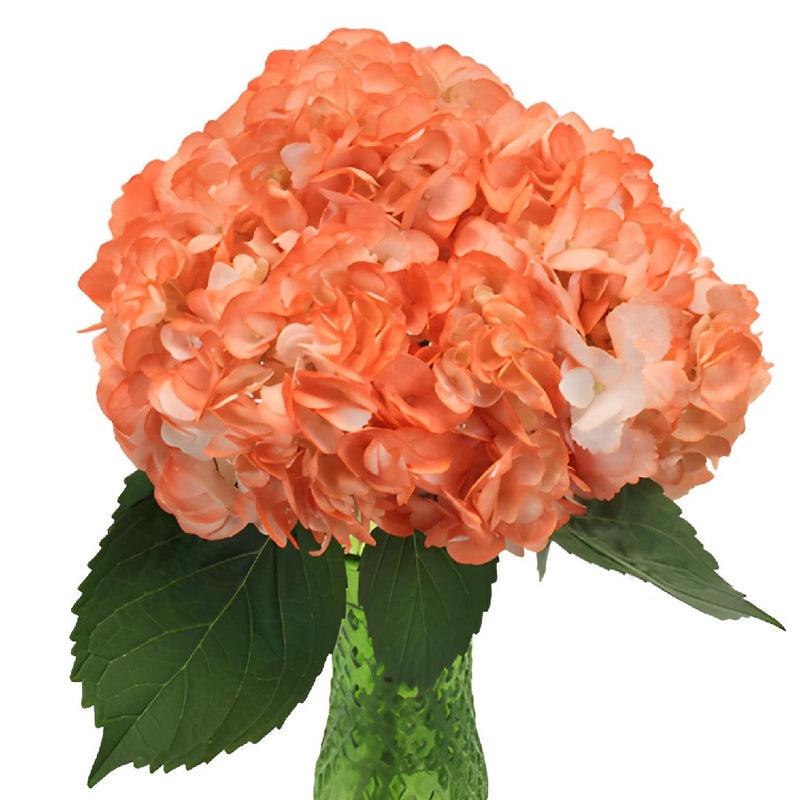 Orange Airbrushed Hydrangea Wholesale Flower In a vase