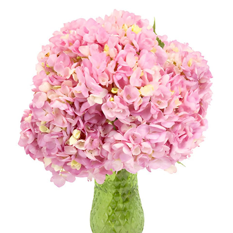 Pink Blossom Hydrangea Wholesale Flower in a Vase