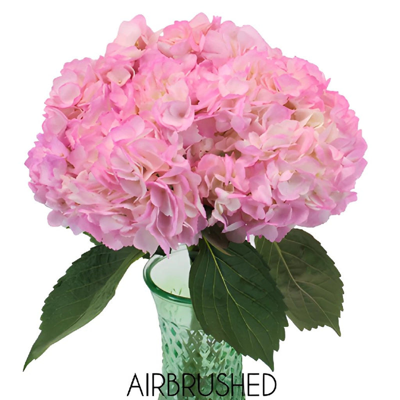Pink Enhanced Hydrangea Wholesale Flower in a Vase
