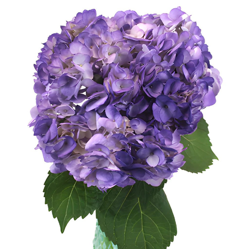 Purple Airbrushed Hydrangea Wholesale Flower In a vase