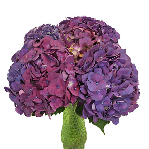 Hydrangea PurpleBerry Wholesale Flower in a Vase