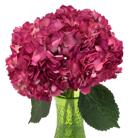 Raspberry Pink Airbrushed Hydrangea Wholesale Flower in a Vase