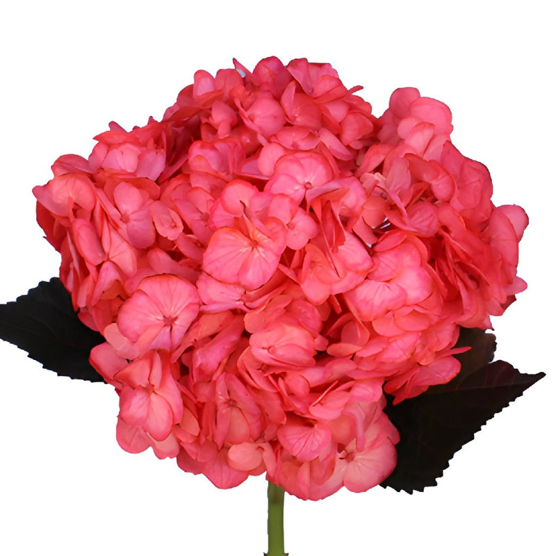 Rosy Cheeks Enhanced Hydrangea Flowers Stem View