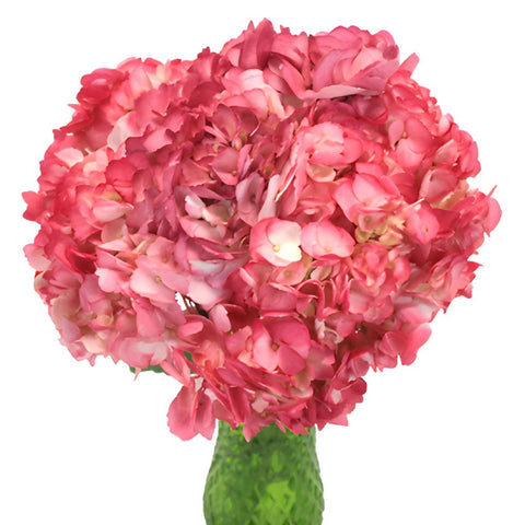 Sizzling Salmon Pink Airbrushed Hydrangea Wholesale Flower in a Vase