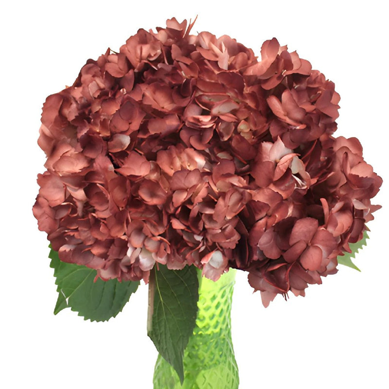 Terra Cotta Airbrushed Hydrangea Wholesale Flower in a Vase
