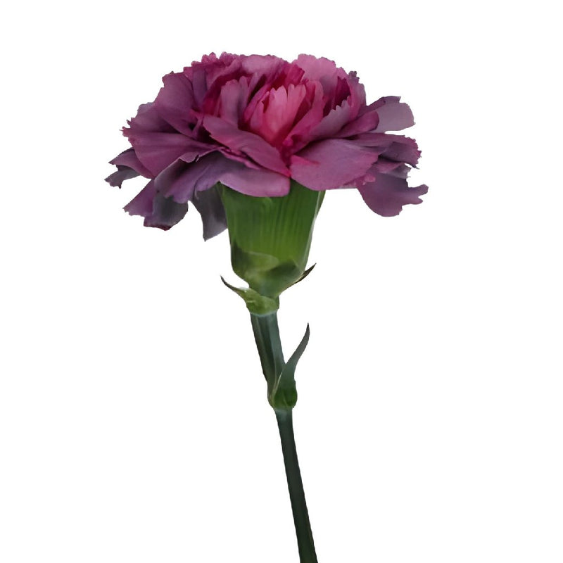 Hypnosis Hot Pink and Purpleberry Carnations side stem