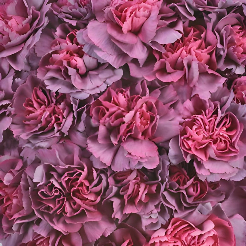 Hypnosis Hot Pink and Purpleberry Sunset Wholesale Carnations Up close